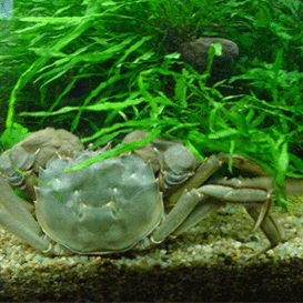 提高水產生命力