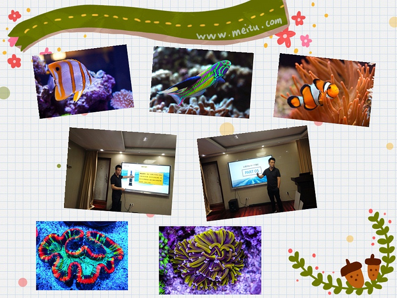 觀賞魚飼養專用菌類制劑