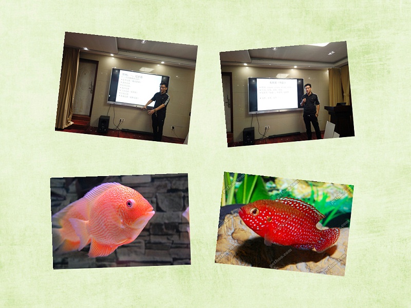 觀賞魚飼養專用菌類制劑