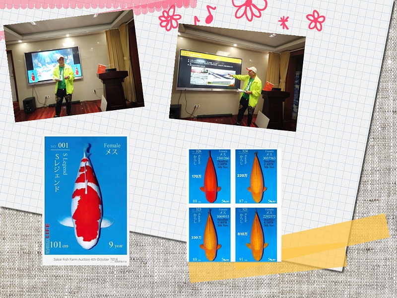 觀賞魚飼養專用菌類制劑