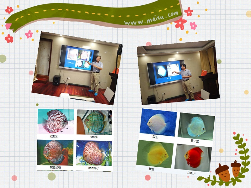 觀賞魚飼養專用菌類制劑