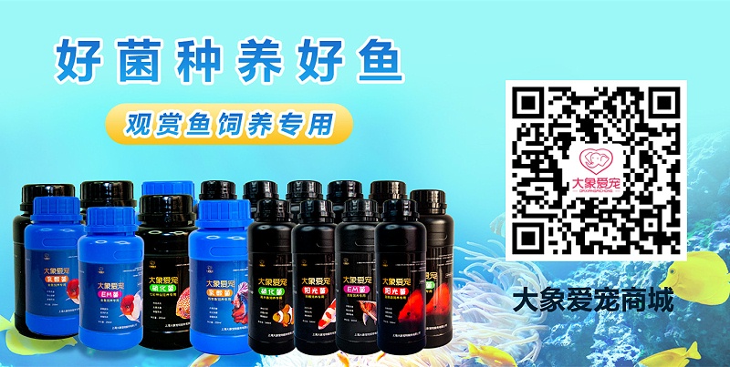 觀賞魚飼養專用菌類制劑