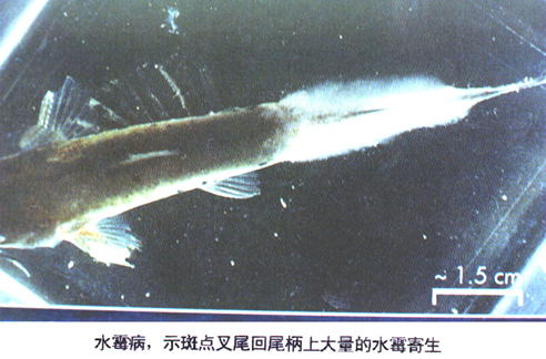 2、水霉病（示斑點(diǎn)叉尾回尾柄上大量的水霉寄生）