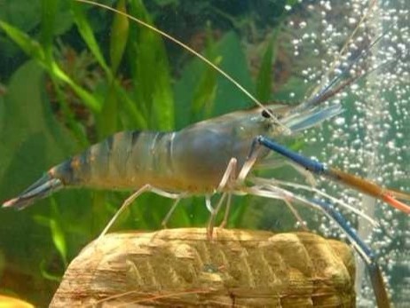 放苗前池塘調水三部曲